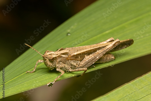 Common grasshopper of Gran Canaria. The scientific name is calliptamus plebeius