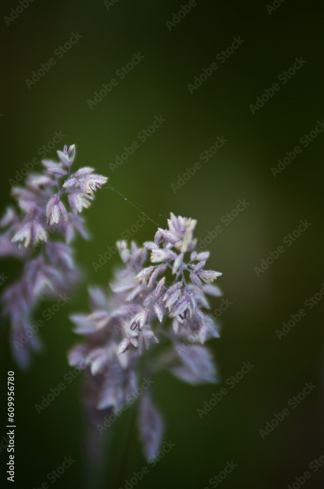 pola, mak, czerwień, lato, hayfield, roślin, zółty, kwiat, barwa, flora, kwiatowy, pora roku, daisies,Mak, rzepak, kwiaty na łące, rolnictwo, olej rzepakowy, kwiaty, roślinność, różowe kwiaty, art, de pola, mak, czerwień, lato, hayfield, roślin, zółty, kwiat, barwa, flora, kwiatowy, pora roku, daisies,Mak, rzepak, kwiaty na łące, rolnictwo, olej rzepakowy, kwiaty, roślinność, różowe kwiaty, art, de