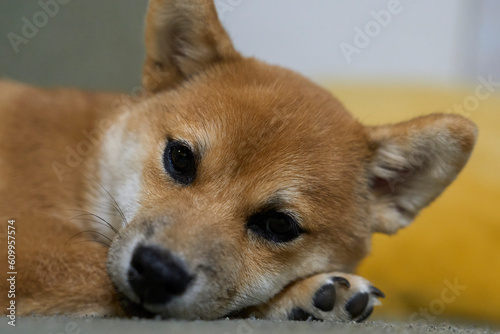 可愛い柴犬の子犬