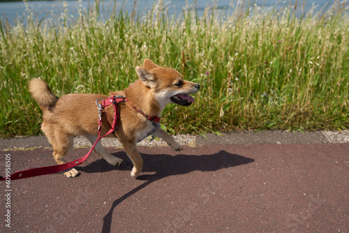 可愛い柴犬の子犬