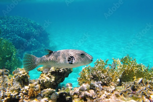 Blue tropical ocean with coral reef. White spotted venomous fish - Pufferfish (Stellate puffer, Arothron stellatus). Snorkeling with marine life. Aquatic wildlife, underwater photography. photo