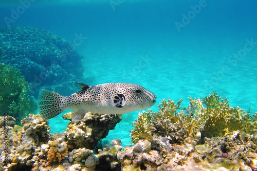 Photography Blue tropical ocean with coral reef