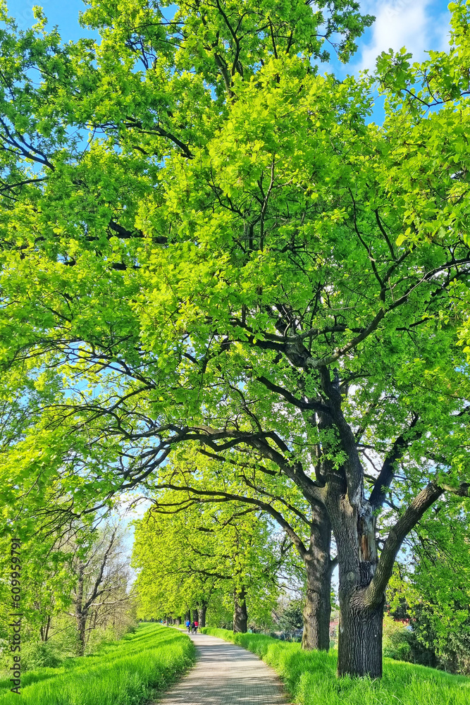 Obraz premium Beautiful green alley for hiking, landscape.