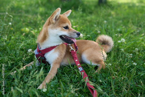 可愛い柴犬の子犬