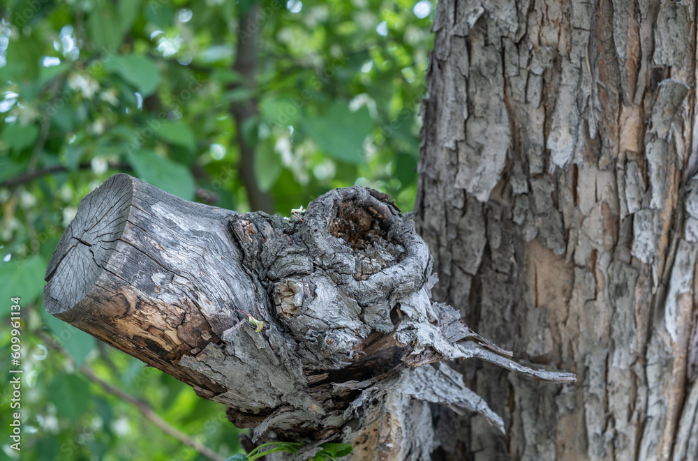 A big knot on the trunk of an old tree. A big knot on the trunk of an old tree.