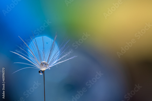 Fototapeta Naklejka Na Ścianę i Meble -  shiny drops of dew water on dandelion seed macro on a colored background.