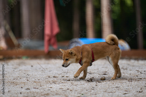 可愛い柴犬の子犬