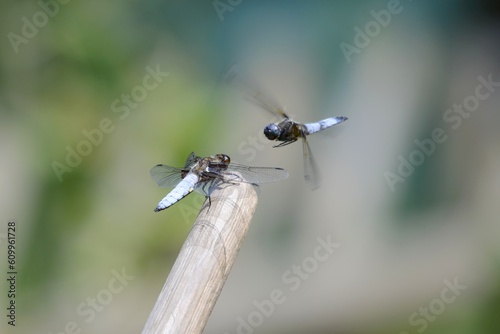 Broad-bodied chaser sitting near pond