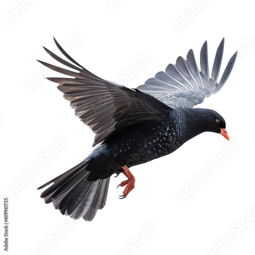 Alpine Chough isolated