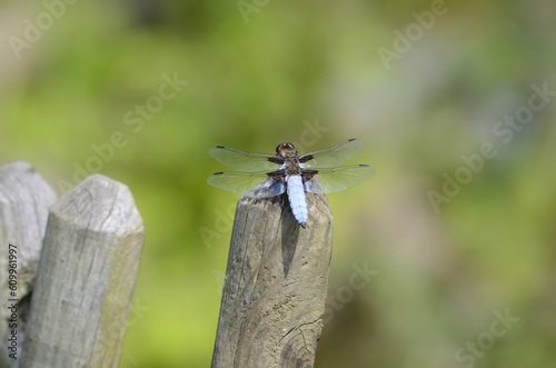 Broad-bodied chaser sitting near pond © cschm556