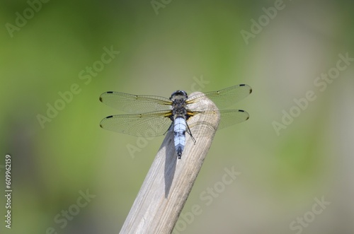 Broad-bodied chaser sitting near pond