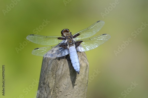Broad-bodied chaser sitting near pond