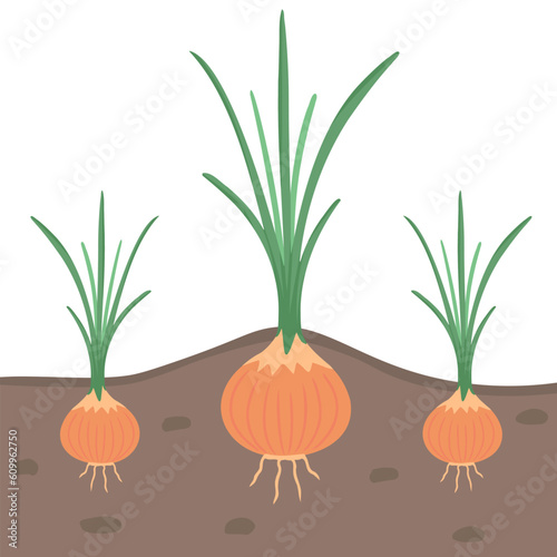 onion in ground, in garden, vegetable harvest. Vector Illustration for printing, backgrounds and packaging. Image can be used for greeting cards, posters and stickers. Isolated on white background.