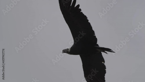 Andean condor, Vultur gryphus, the largest flying birds in the world, majestically soaring over the Colca Canyon in Peru, the deepest gorge on the planet. photo