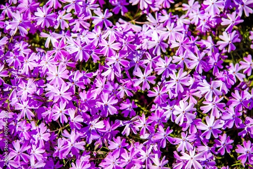 Natural background of small purple flowers 