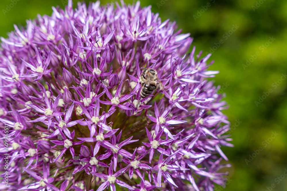 Eine Honigbiene sammelt Pollen auf einem blühenden Globemaster Zierlauch mit lila Blüten in Nahaufnahme Eine Honigbiene sammelt Pollen auf einem blühenden Globemaster Zierlauch mit lila Blüten in Nahaufnahme