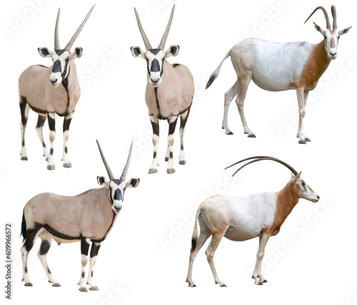 scimitar horned oryx and gemsbok isolated © Mara