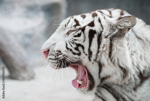 Fototapeta Naklejka Na Ścianę i Meble -  white bengal tiger (Panthera tigris) in captive environment