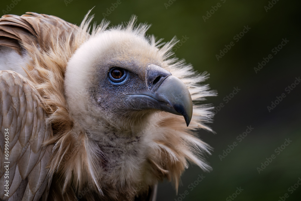 Griffon Vulture - Gyps fulvus, large brown white headed vulture from Old World and Africa, Bulgaria. Griffon Vulture - Gyps fulvus, large brown white headed vulture from Old World and Africa, Bulgaria.