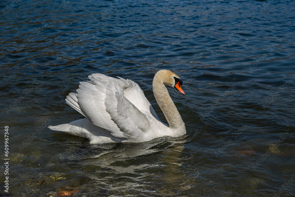 Fototapeta premium cigno su acqua 
