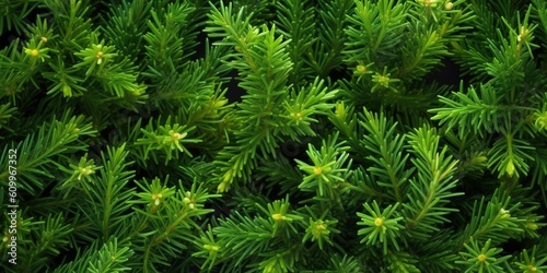 Background with green juniper branches border  backdrop for eco friendly product placement