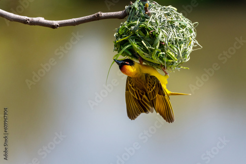 A masked weaver building a nest