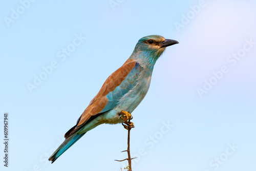 European roller perched on a thorn bush, Kruger National Park , South Africa © Andrew