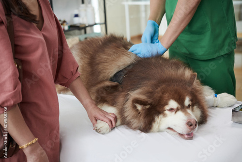 Owner touching paw of samoyed dog when doctor injecting vaccine