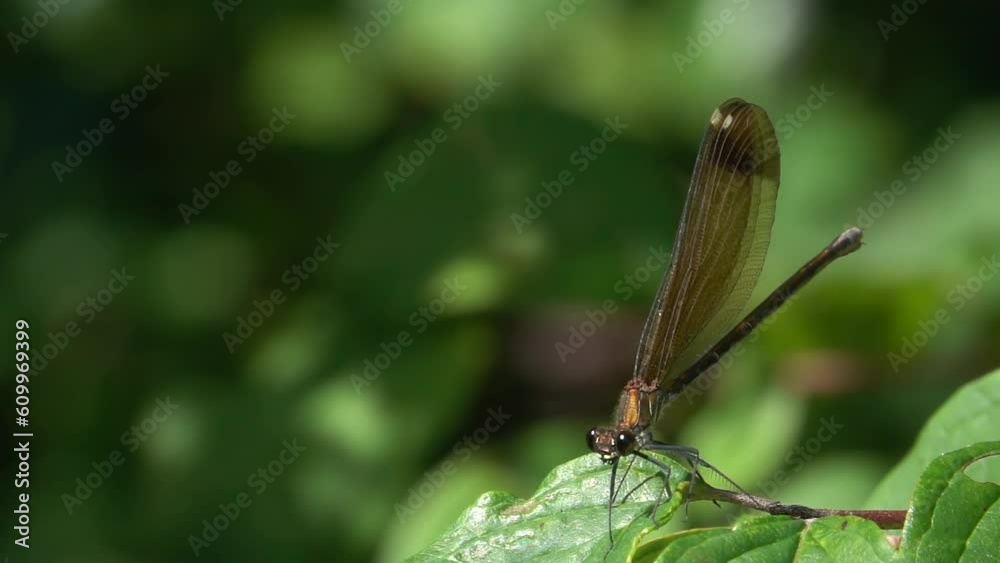 Dragonfly landing on leaf. Nature slow motion.
Dragonfly landing on leaf. Nature slow motion.