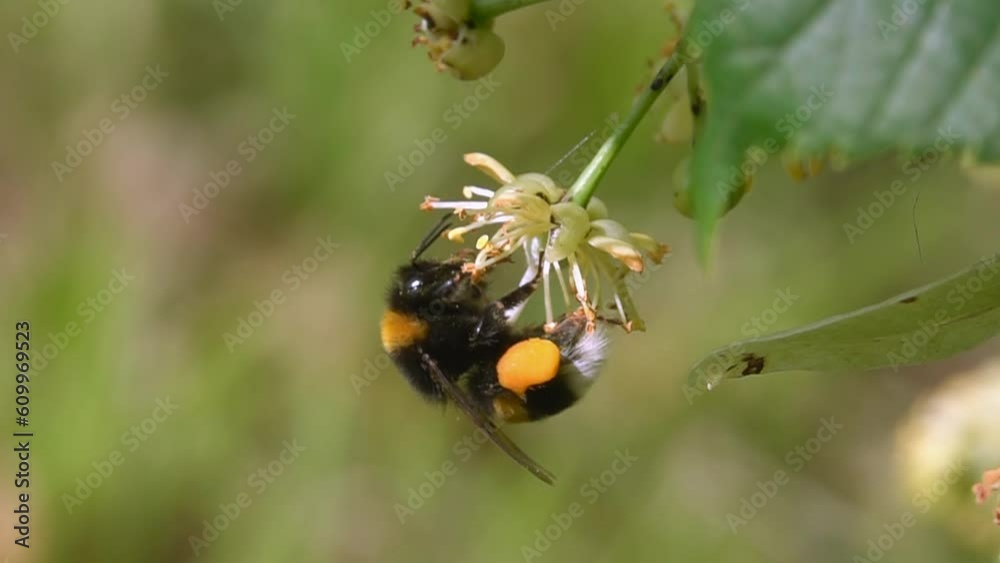 Bumblebee pollination take-off yellow flower. Nature.spring summer. close-up slow-motion.
Bumblebee pollination take-off yellow flower. Nature.spring summer. close-up slow-motion.