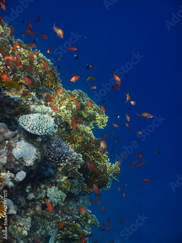 Rafa koralowa w Egipcie photo