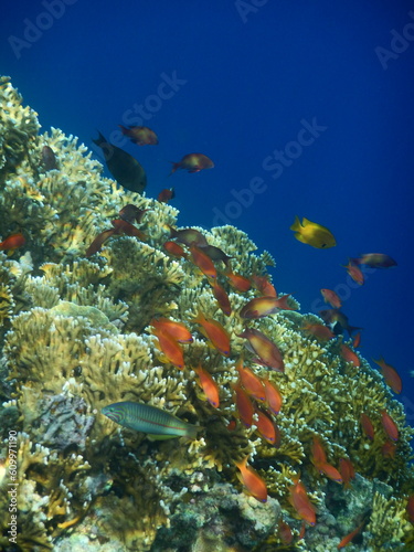 Fototapeta Naklejka Na Ścianę i Meble -  Rafa koralowa w Egipcie