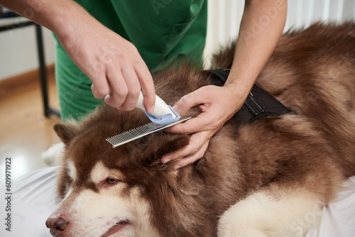 Closeup image of groomer shaving off clotted hair of samoyed dog