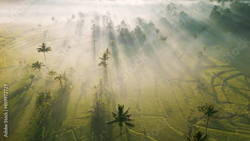 Dramatic sunrise scene in Bali. Indonesia. Sunbeams in the fog, against the backdrop of rice fields and palm trees