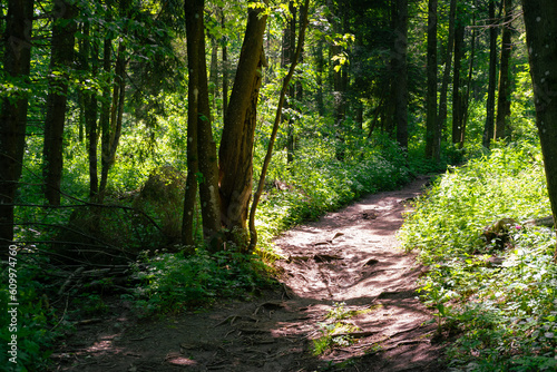 path in the forest