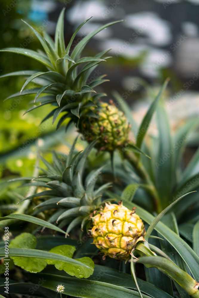 Fototapeta premium pineapple on the vine