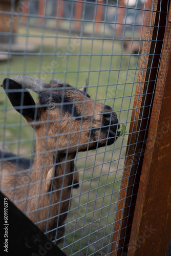 Goats on a farm