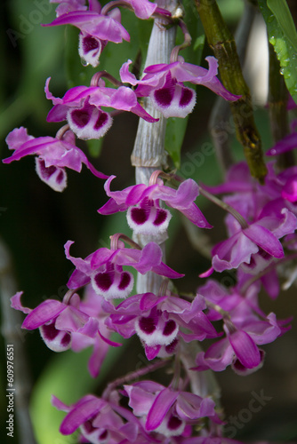 Dendrobium lituiflorum orchid has sepals and petals reddish-purple. Lip petals have white with soft hairs and dark reddish-purple blotches on edges and center of petals. Thailand wild orchids. photo