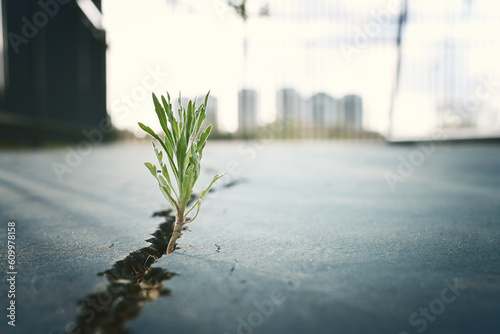 Fototapeta Naklejka Na Ścianę i Meble -  plant grows through a crack in the asphalt, symbol of hope and renewal
