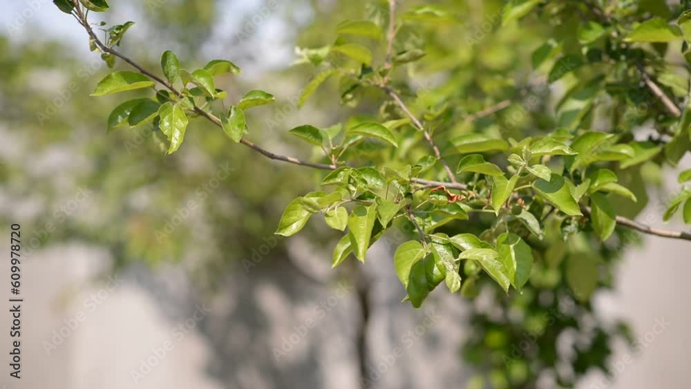 The green leaves on the tree sway on the branches The green leaves on the tree sway on the branches