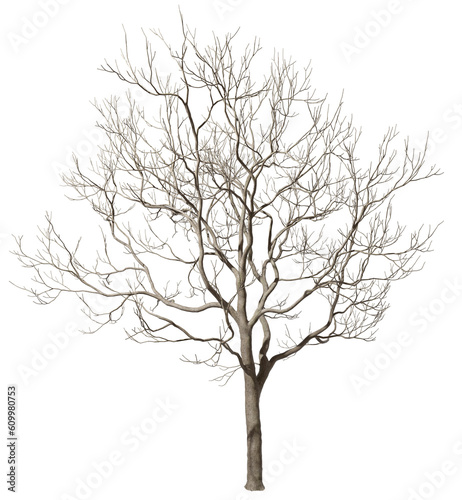 Alone death bare tree isolated transparent backgrounds 3d render png