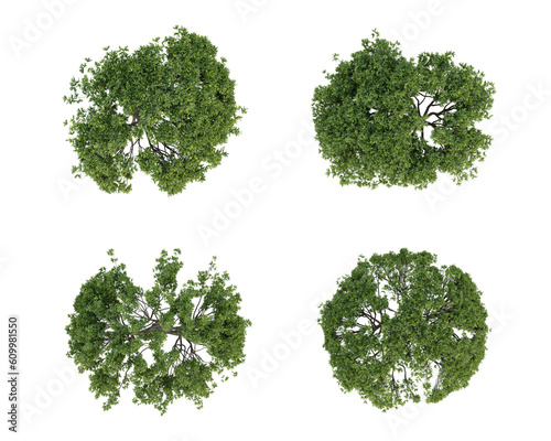 Set of tree on top view isolated on transparent background, 2d plants, 3d render illustration.