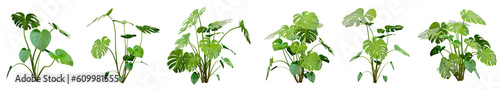 Set of Monstera plants with isolated on transparent background. PNG file, 3D rendering illustration, Clip art and cut out