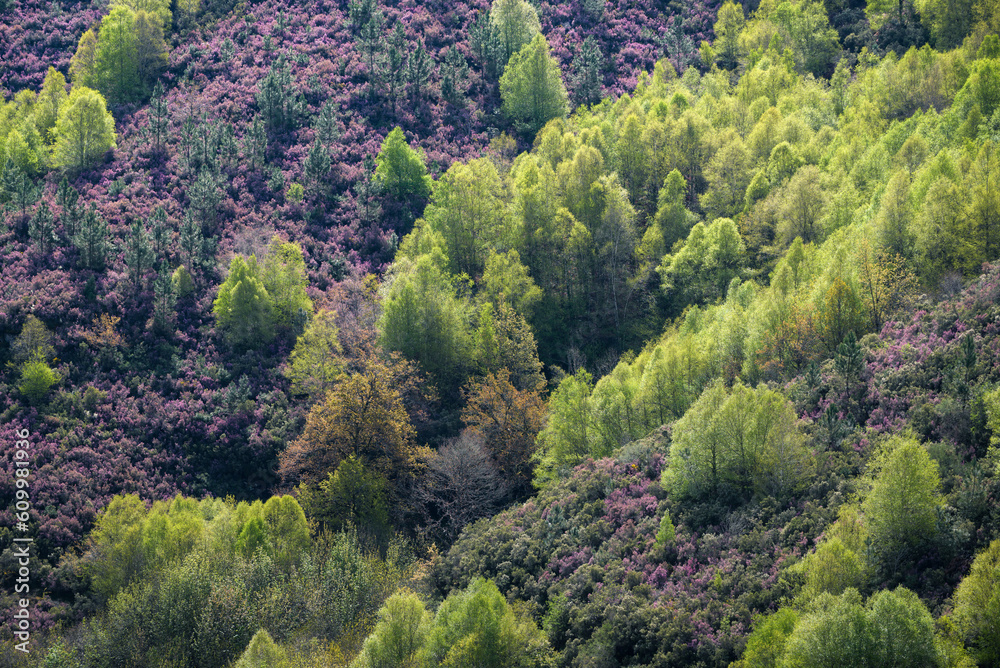 Chromatic contrast between the purple heather and the fresh green of the spring birches