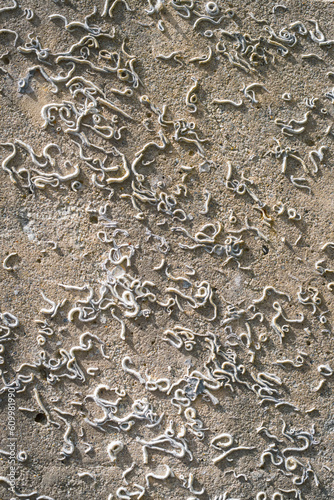 Colony of barnacles on a concrete wall near the coast