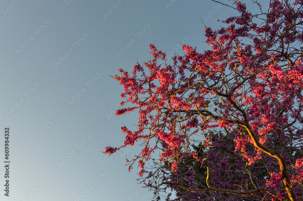 blooming Judas tree (Cercis siliquastrum) during spring season in Ilica (cesme, Izmir province, Turkiye) blooming Judas tree (Cercis siliquastrum) during spring season in Ilica (cesme, Izmir province, Turkiye)