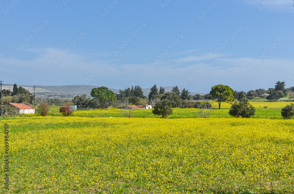 rapeseed field during spring season in Ovacik (Cesme, Izmir province, Turkiye)