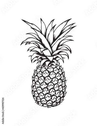 pineapple drawing. white background. Vector illustration