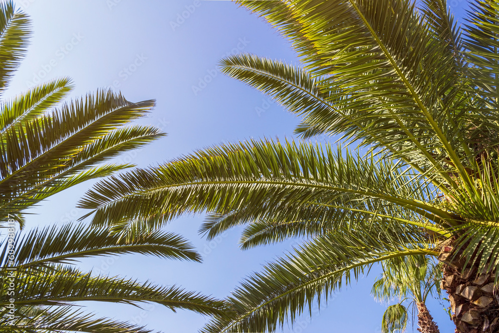 Palm trees against blue sky at tropical coast. Sunleak texture. Coconut tree, summer palm leaves Palm trees against blue sky at tropical coast. Sunleak texture. Coconut tree, summer palm leaves