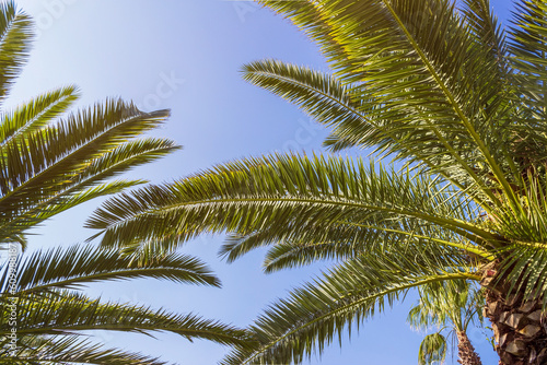Palm trees against blue sky at tropical coast. Sunleak texture. Coconut tree, summer palm leaves